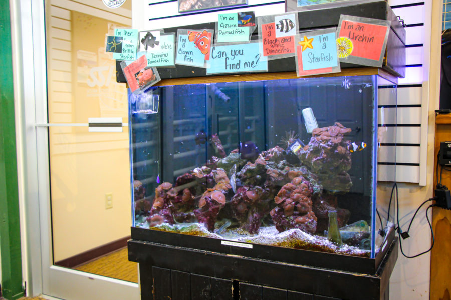 Our saltwater fish tank with several species of aquatic life supported in it.